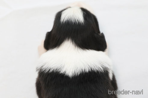 成約済の神奈川県のボーダーコリー-359941の4枚目